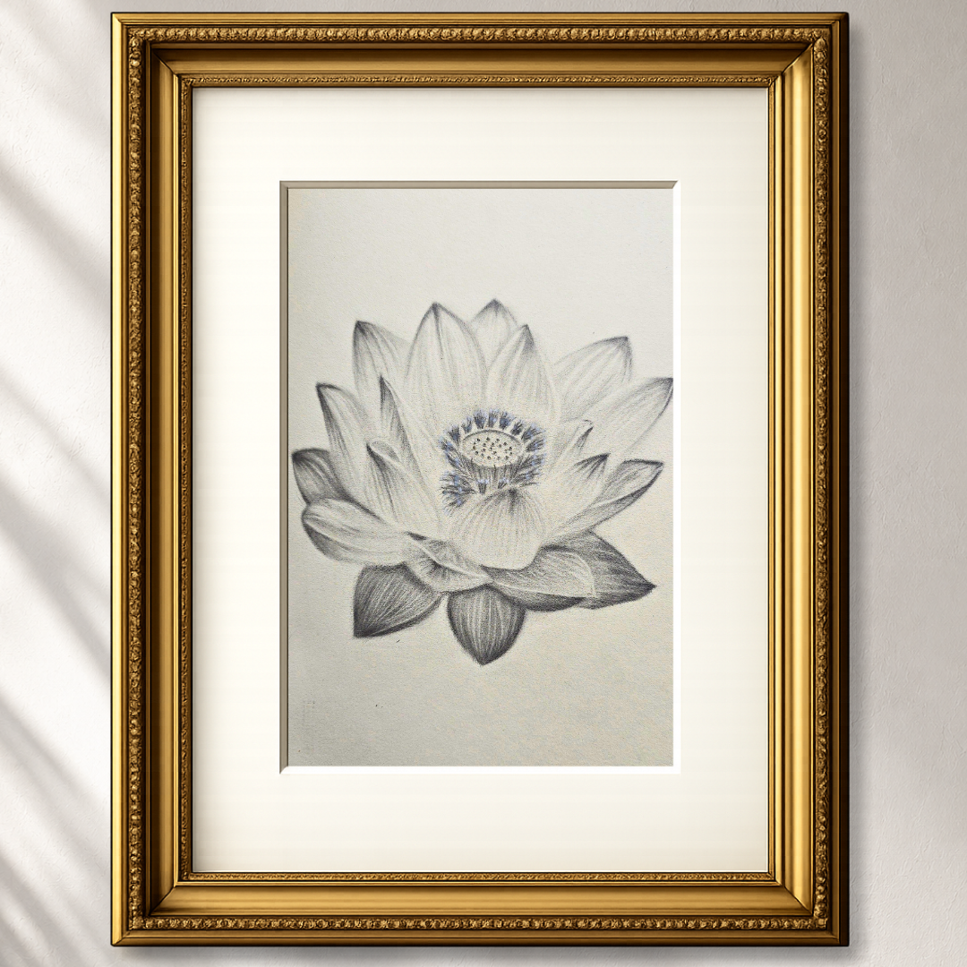 Lotus Study I — Original Graphite Drawing