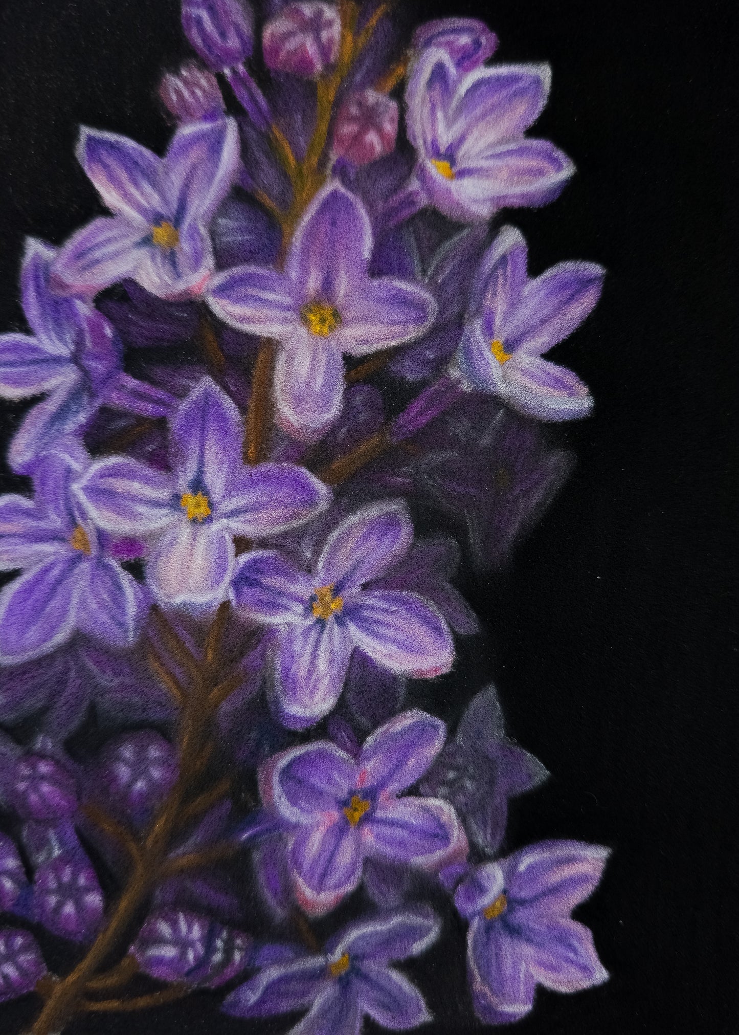 Lilacs