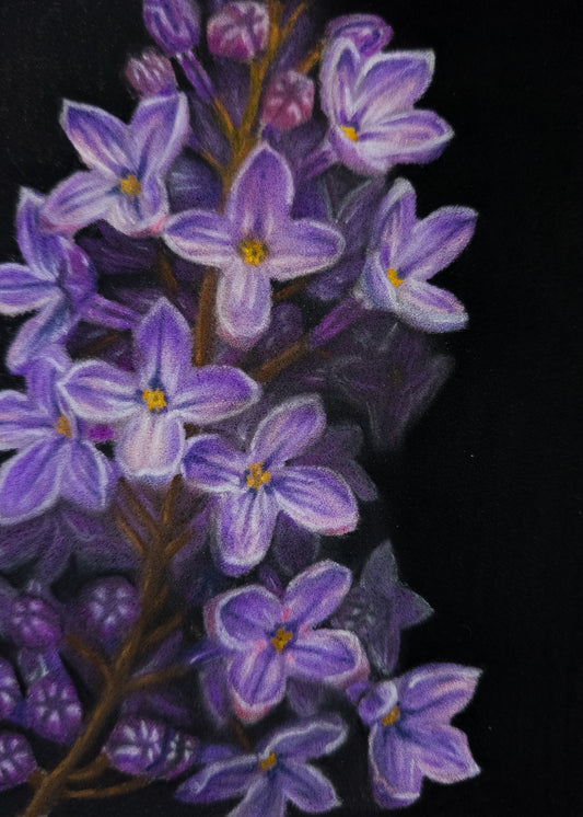 Lilacs