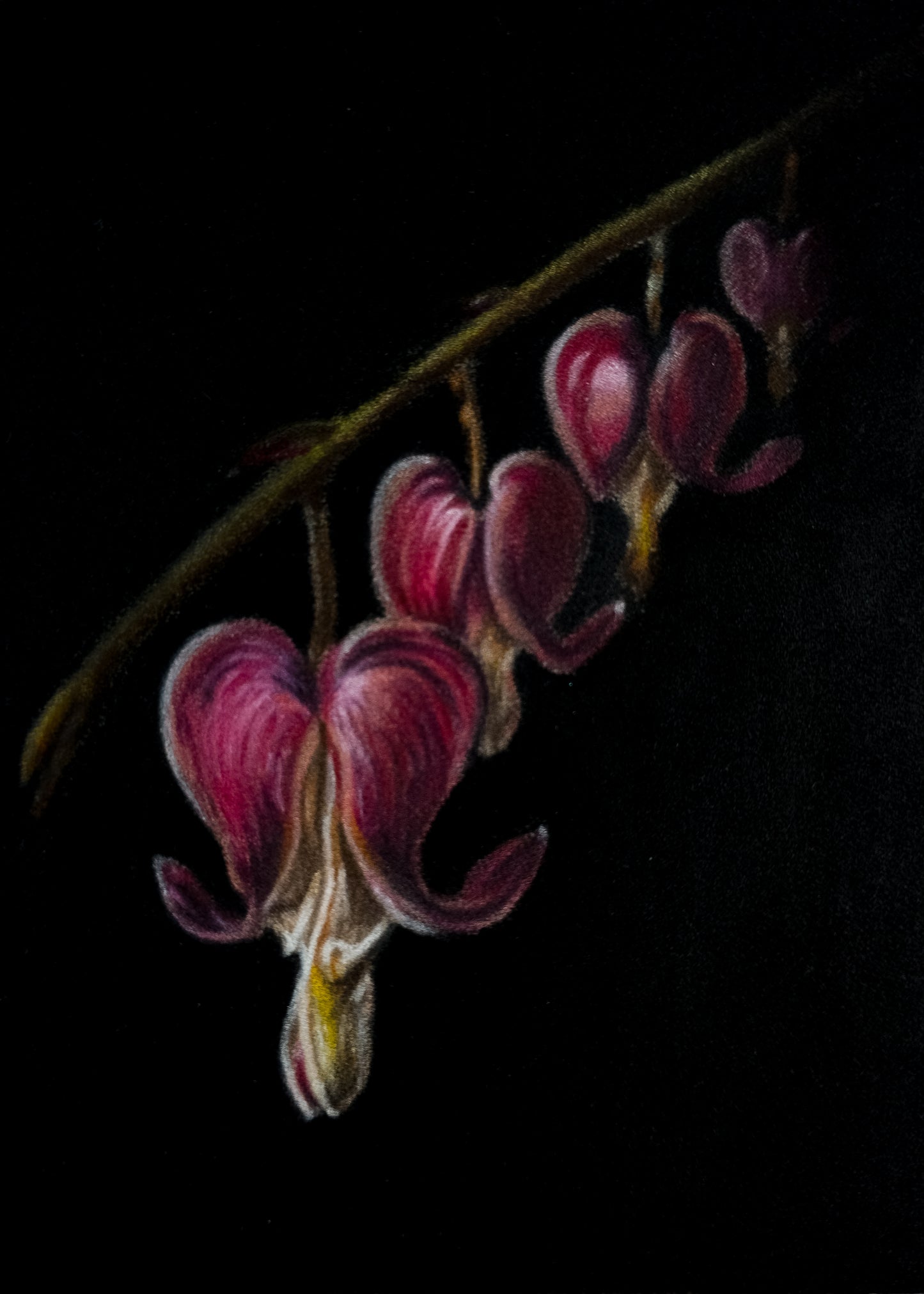 Bleeding Hearts