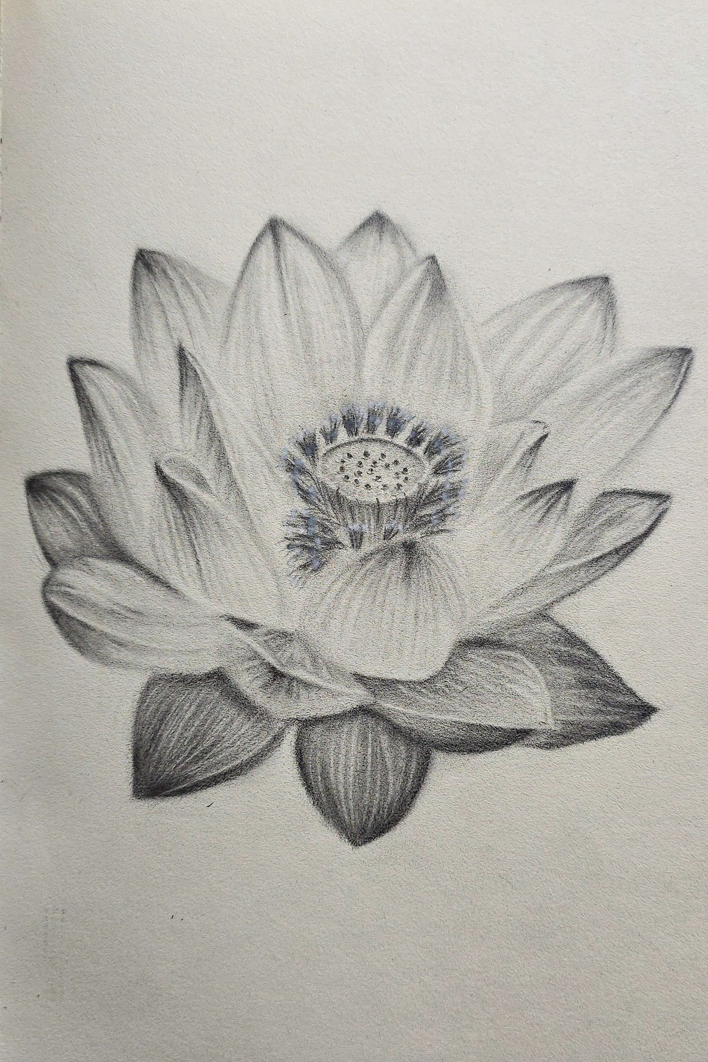 Lotus Study I — Limited Edition Fine Art Print