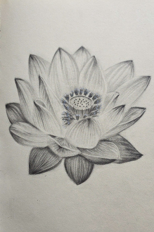 Lotus Study I — Original Graphite Drawing