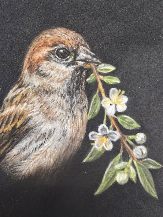 Sparrow & Myrtle | Original Pastel Pencil Bird Artwork | Emergence Study Series