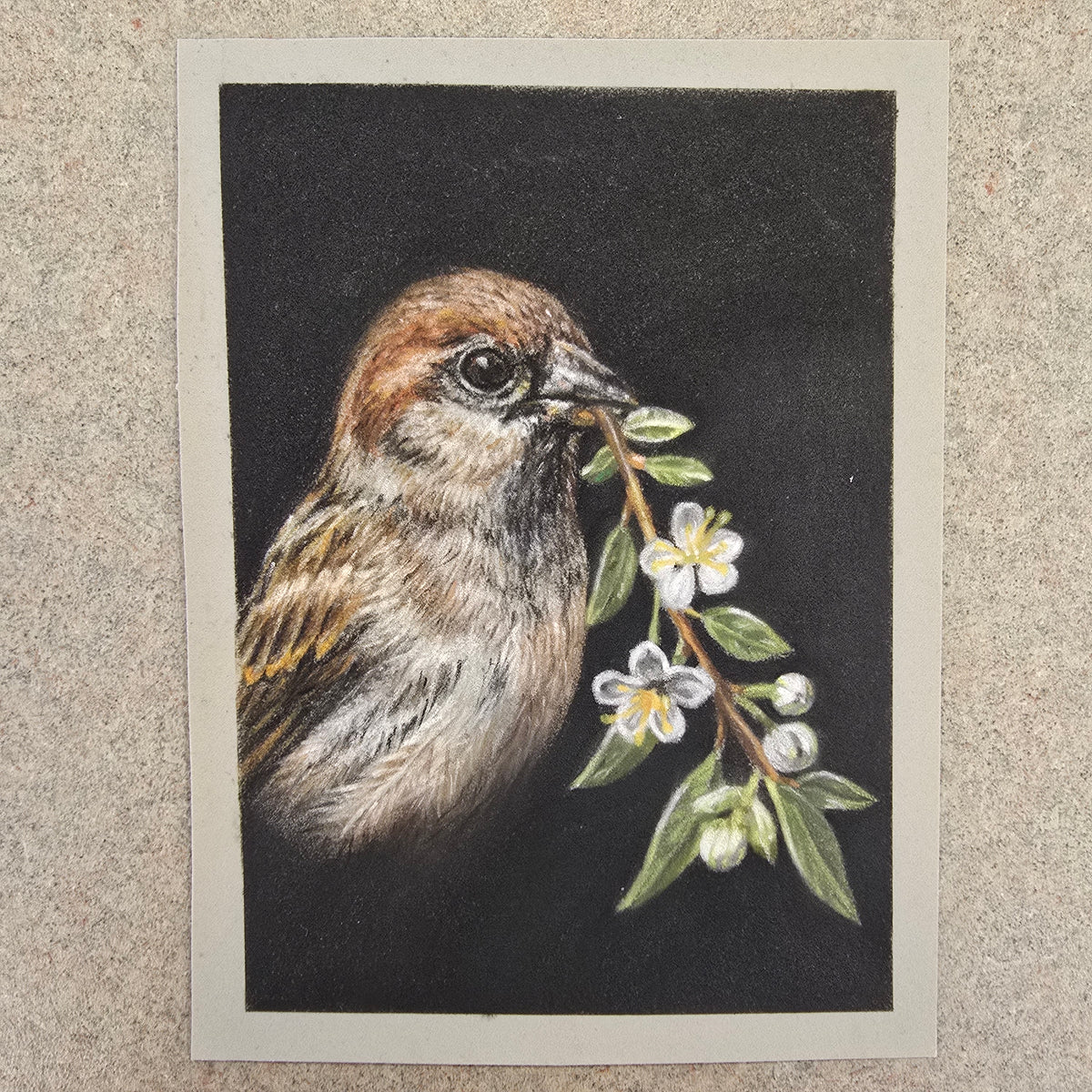 Sparrow & Myrtle | Original Pastel Pencil Bird Artwork | Emergence Study Series